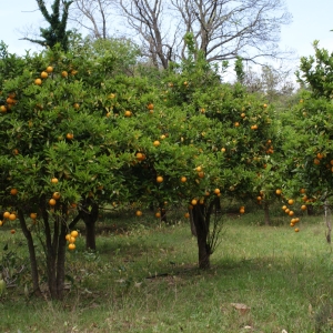 Photographie n°263218 du taxon Citrus aurantium L. [1753]