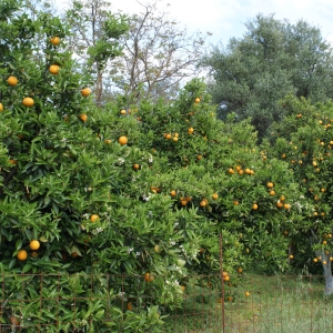 Photographie n°263224 du taxon Citrus aurantium L. [1753]