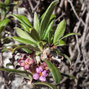 Daphne sericea Vahl