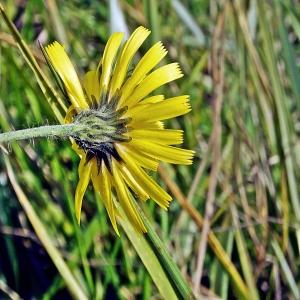 Photographie n°263273 du taxon Hieracium lachenalii Suter