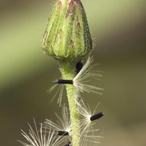 Photographie n°263274 du taxon Hieracium lachenalii Suter