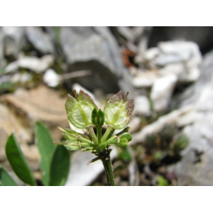 Iberis carnosa Willd. (Ibéris couleur de chair)