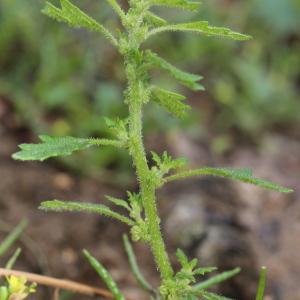 Photographie n°263336 du taxon Chenopodium pumilio R.Br.