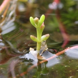 Photographie n°263340 du taxon Crassula vaillantii (Willd.) Roth