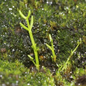Photographie n°263341 du taxon Crassula vaillantii (Willd.) Roth