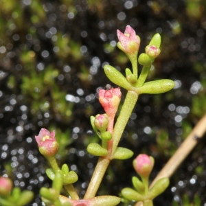 Photographie n°263342 du taxon Crassula vaillantii (Willd.) Roth