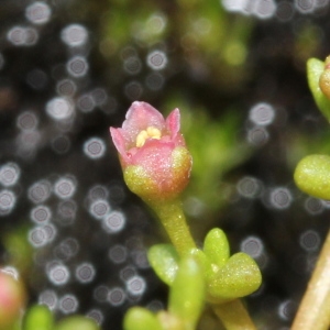 Photographie n°263343 du taxon Crassula vaillantii (Willd.) Roth