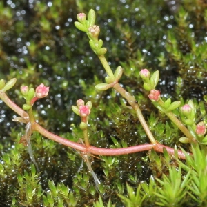 Photographie n°263344 du taxon Crassula vaillantii (Willd.) Roth