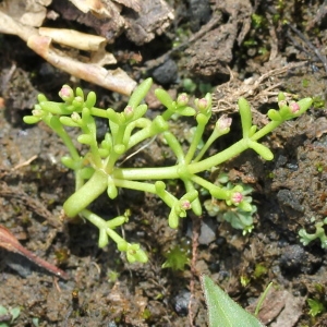 Photographie n°263346 du taxon Crassula vaillantii (Willd.) Roth