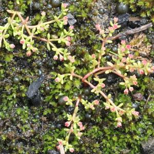 Photographie n°263347 du taxon Crassula vaillantii (Willd.) Roth