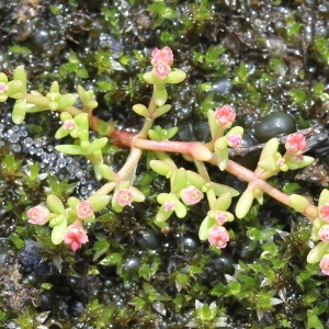 Photographie n°263348 du taxon Crassula vaillantii (Willd.) Roth