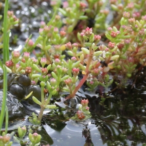 Photographie n°263351 du taxon Crassula vaillantii (Willd.) Roth