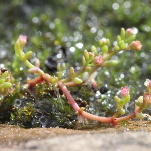 Photographie n°263352 du taxon Crassula vaillantii (Willd.) Roth