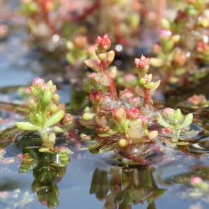Photographie n°263353 du taxon Crassula vaillantii (Willd.) Roth