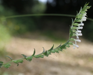 Marie  Portas, le 31 août 2014 (Bouray-sur-Juine)