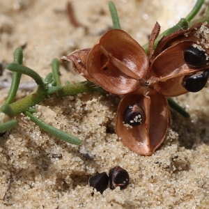 Photographie n°263362 du taxon Fumana procumbens (Dunal) Gren. & Godr. [1847]