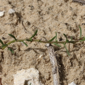 Photographie n°263364 du taxon Fumana procumbens (Dunal) Gren. & Godr. [1847]