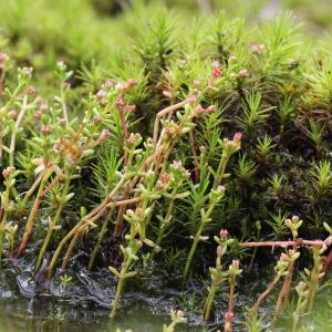 Photographie n°263394 du taxon Crassula vaillantii (Willd.) Roth