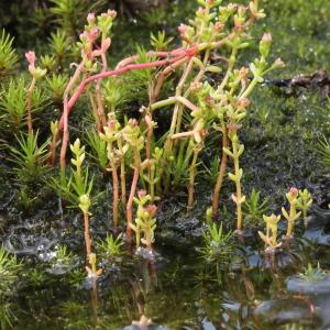 Photographie n°263399 du taxon Crassula vaillantii (Willd.) Roth