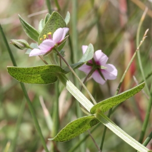 Photographie n°263435 du taxon Anagallis arvensis L.