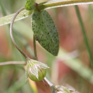 Photographie n°263439 du taxon Anagallis arvensis L.