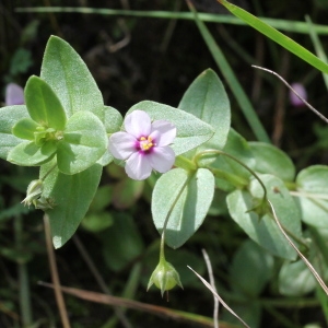 Photographie n°263441 du taxon Anagallis arvensis L.