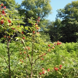 Photographie n°263451 du taxon Sorbus aucuparia L.