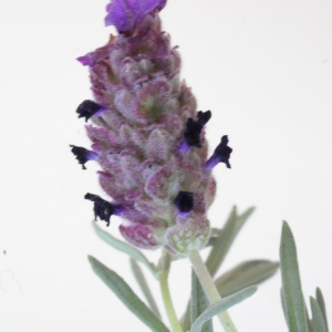 Photographie n°263476 du taxon Lavandula stoechas L. [1753]