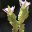  Liliane Roubaudi - Legousia hybrida (L.) Delarbre [1800]