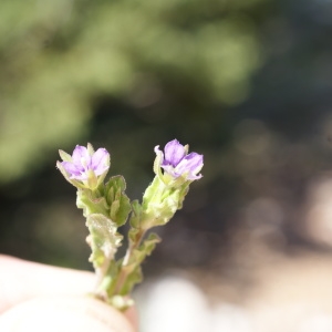 Photographie n°263479 du taxon Legousia hybrida (L.) Delarbre [1800]