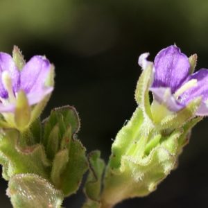 Photographie n°263480 du taxon Legousia hybrida (L.) Delarbre [1800]