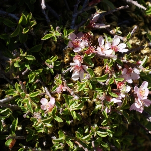 Photographie n°263497 du taxon Prunus prostrata Labill. [1791]