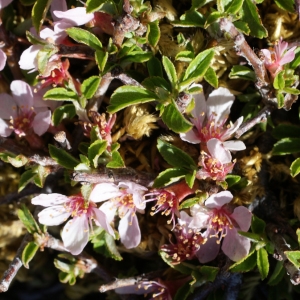 Photographie n°263498 du taxon Prunus prostrata Labill. [1791]