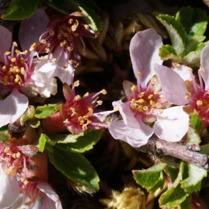 Photographie n°263499 du taxon Prunus prostrata Labill. [1791]