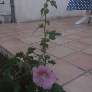 Photographie n°263521 du taxon Alcea rosea L. [1753]