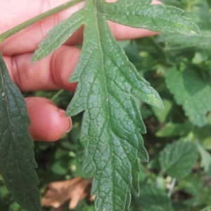 Photographie n°263531 du taxon Verbena officinalis L. [1753]