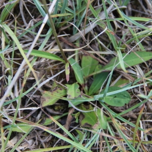 Photographie n°263577 du taxon Scabiosa succisa L. [1753]