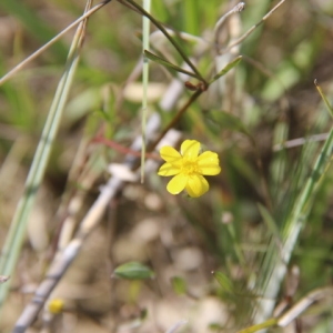 Photographie n°263591 du taxon Ranunculus flammula L. [1753]