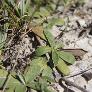 Photographie n°263595 du taxon Pilosella Vaill. [1754]