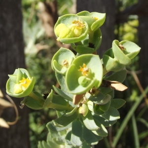 Photographie n°263706 du taxon Euphorbia paralias L. [1753]