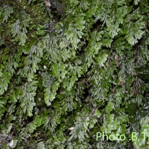 Photographie n°263713 du taxon Hymenophyllum tunbrigense (L.) Sm. [1793]