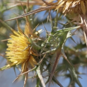 Photographie n°263779 du taxon Carlina corymbosa L. [1753]