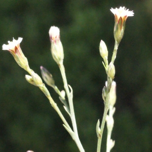 Photographie n°263840 du taxon Symphyotrichum subulatum (Michx.) G.L.Nesom [1995]