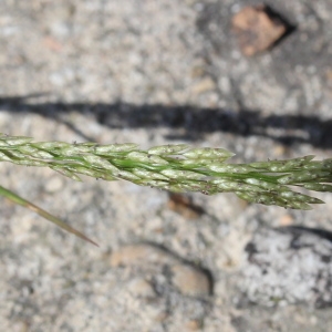 Eragrostis mexicana (Hornem.) Link (Éragrostide du Mexique)