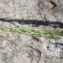  Marie  Portas - Eragrostis mexicana (Hornem.) Link [1827]