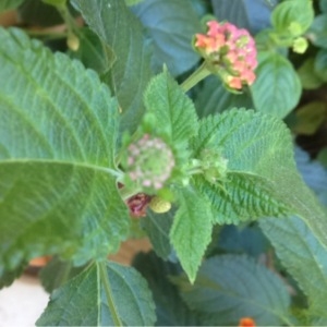 Photographie n°263936 du taxon Lantana camara L. [1753]