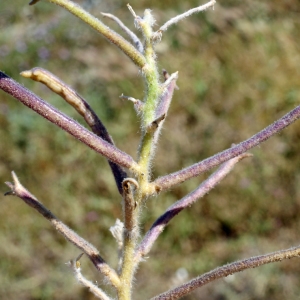 Photographie n°263979 du taxon Matthiola tricuspidata (L.) R.Br. [1812]