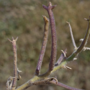 Photographie n°263980 du taxon Matthiola tricuspidata (L.) R.Br. [1812]