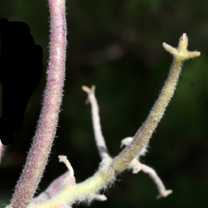 Photographie n°263982 du taxon Matthiola tricuspidata (L.) R.Br. [1812]