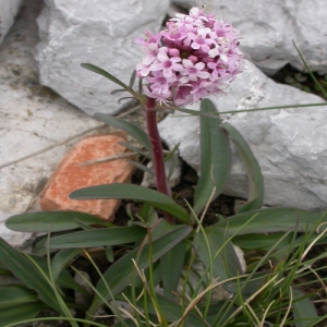 Photographie n°263998 du taxon Valeriana tuberosa L. [1753]